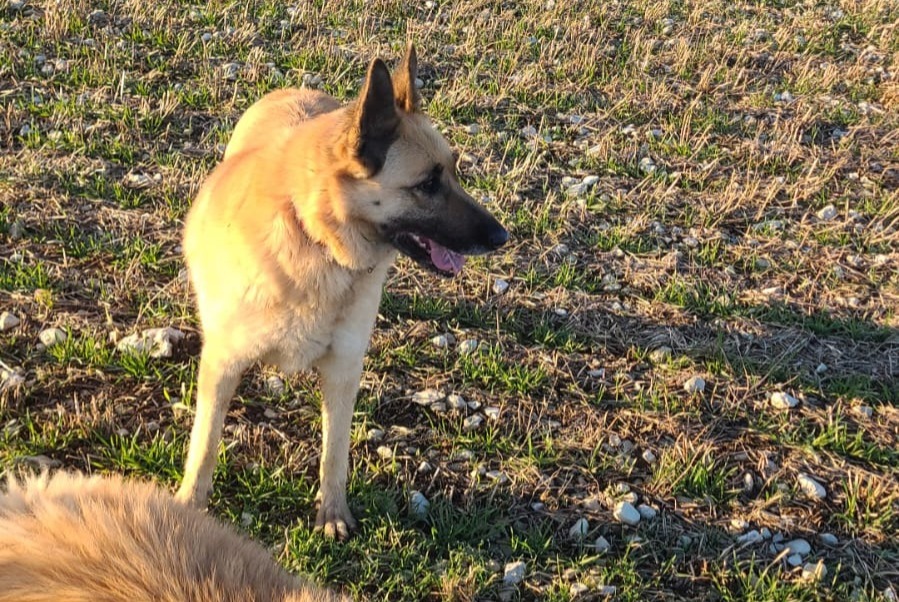 Disappearance alert Dog miscegenation  Female , 9 years Rupt France