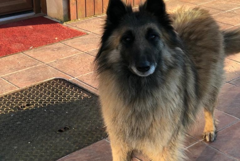 Alerte Disparition Chien Femelle , 11 ans Rupt France Alerte Disparition Chien Femelle , 11 ans Rupt France